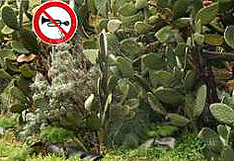 The speed limit in Madrid aims at reducing the noise background in the capital of Spain