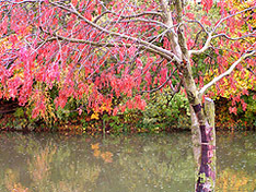 Autumn in China