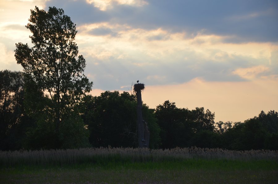 File:Weißstorchnest im Abendlicht im Naturschutzgebiet Büttelborner Bruchwiesen, Kreis Groß-Gerau.jpg