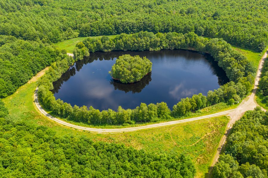 File:BerumerfehnerMoor-Koenigskeil-2020-18-msu-.jpg