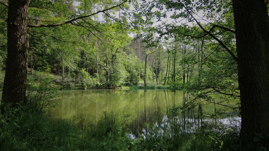 File:Pfarrteich.jpg