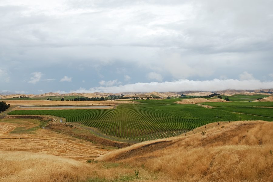 Vineyards in the Marlborough Region near the town of Seddon, New Zealand