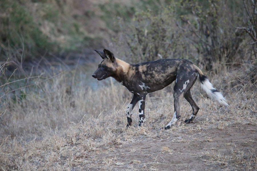 Afrikanischer Wildhund in Mpala, Laikipia, Kenia