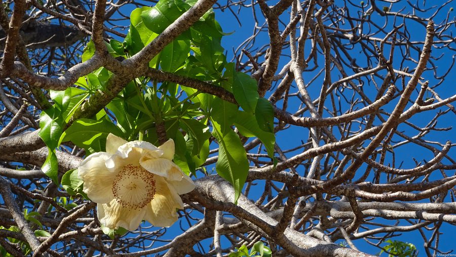 Ngouja Beach on Mayotte with a baobab tree and tropical coastline.
