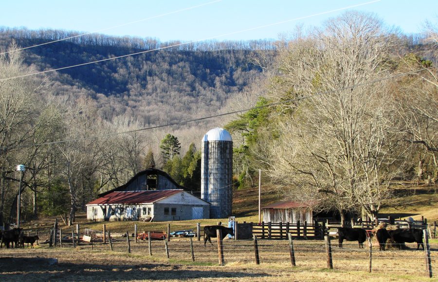 Valley View Farm в Харримане с Walden Ridge на заднем плане