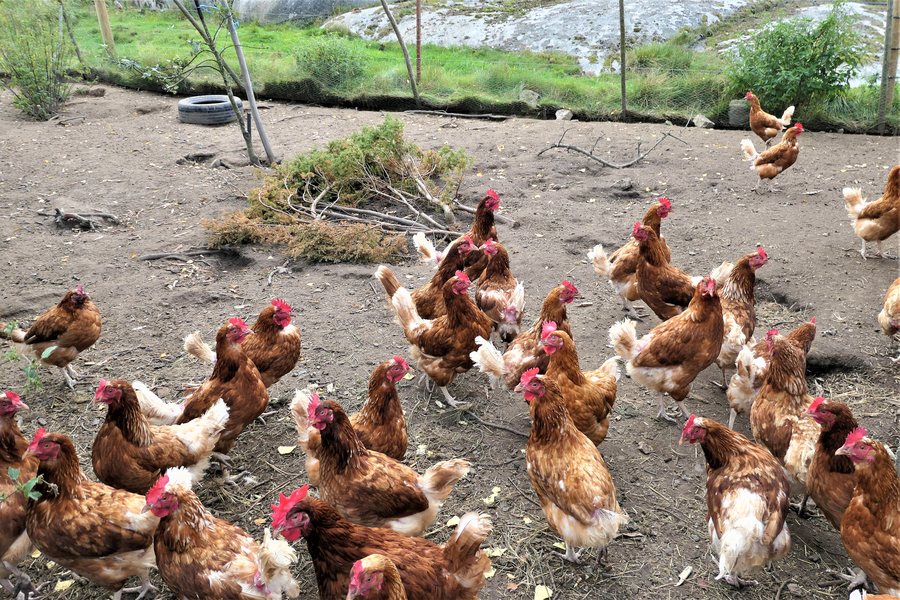 File:Free-range chickens on Rossö Orust Sweden 01.jpg