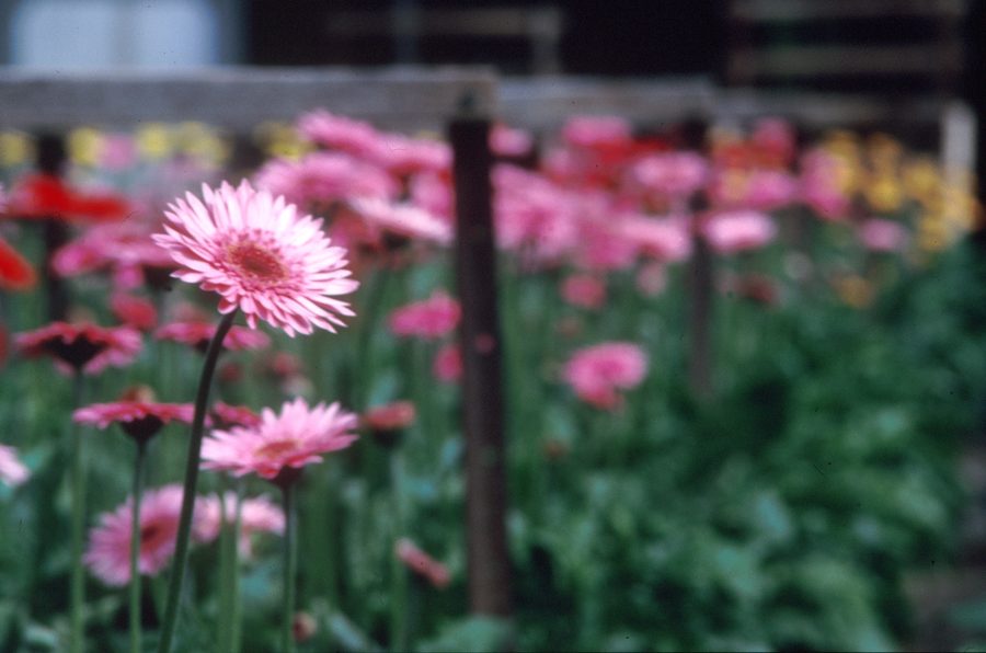 Rosa Gerbera auf einer Blumenfarm in Clayton South, Victoria