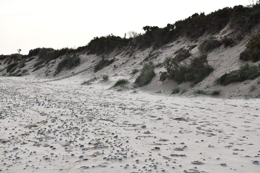 Sanddünen am Strand von Hemsby