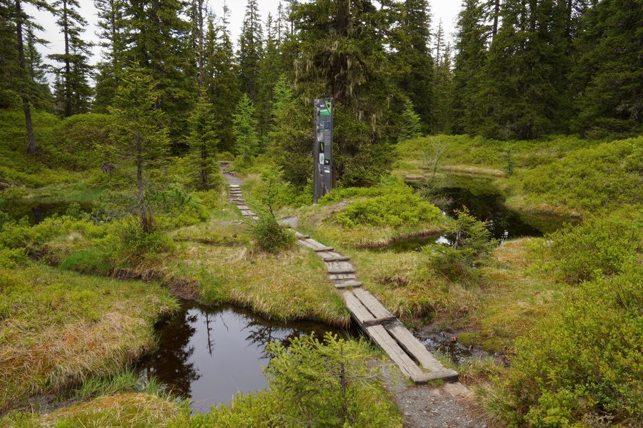 Lehrpfad durch die Moortümpel im Rauriser Urwald bei Kolm Saigurn im SalzburgerLand