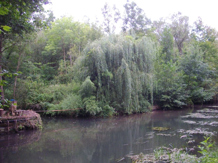 File:Meung-sur-Loire - Mauves (02).jpg