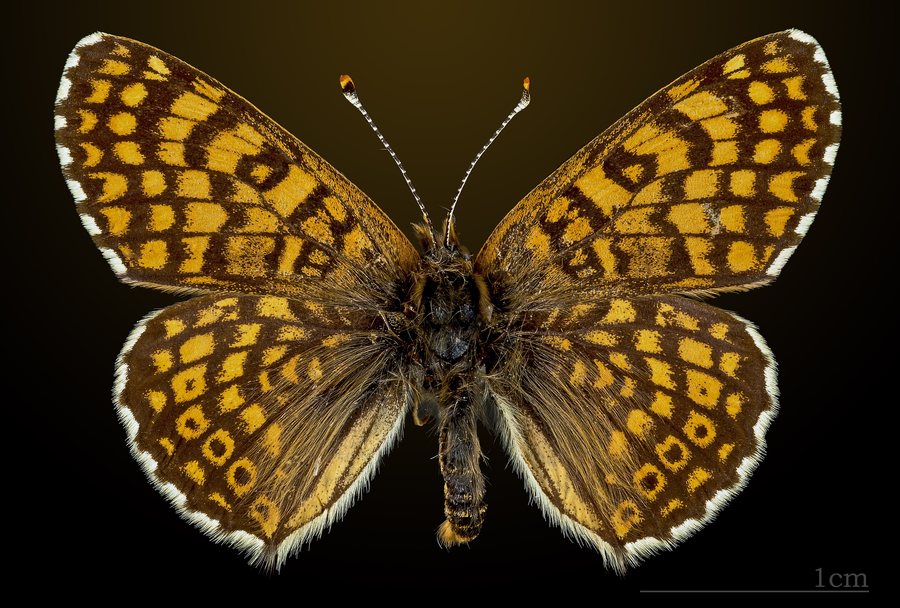 File:Melitaea cinxia MHNT CUT 2013 3 27 Avilly-Saint-Léonard dorsal.jpg