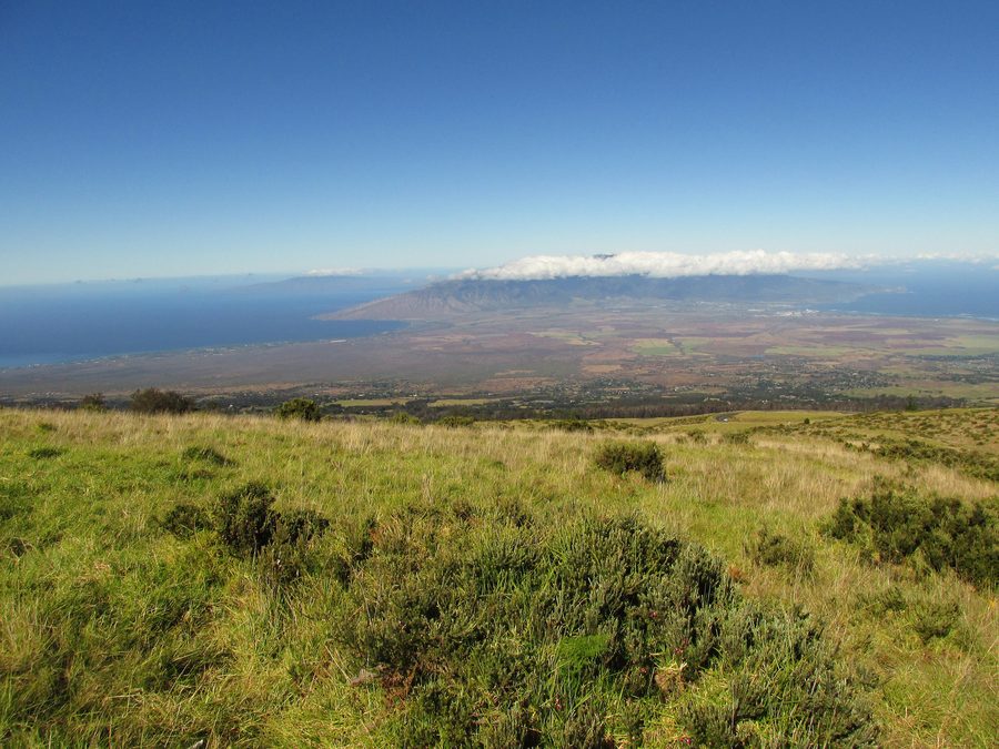 Вид на ландшафт Upcountry Maui у Кулы с эвкалиптами и Западными горами Мауи