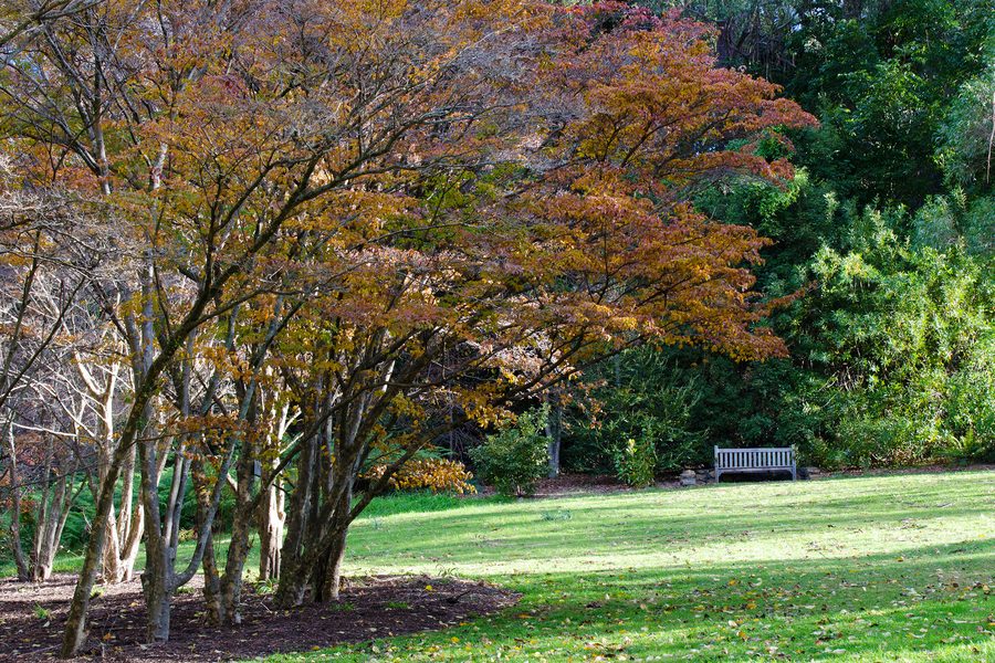 Blue Mountains Botanic Garden Mount Tomah mit Garten- und Regenwaldlandschaft