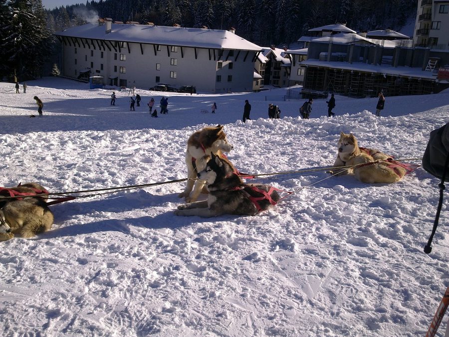 Собачьи упряжки на лыжном курорте Пампорово зимой