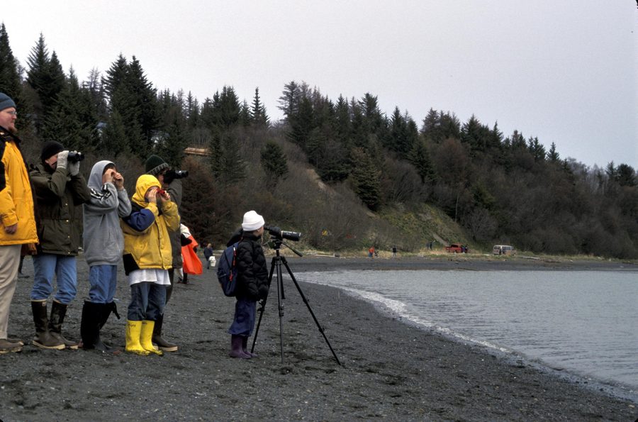 Школьники наблюдают прибрежных птиц на Kachemak Bay Shorebird Festival в Хомере