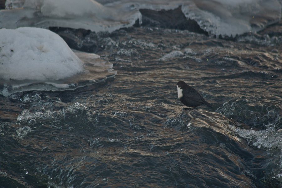 File:Strömstare (Cinclus cinclus), Eskilstuna, Sweden, February 2015 0001.jpg