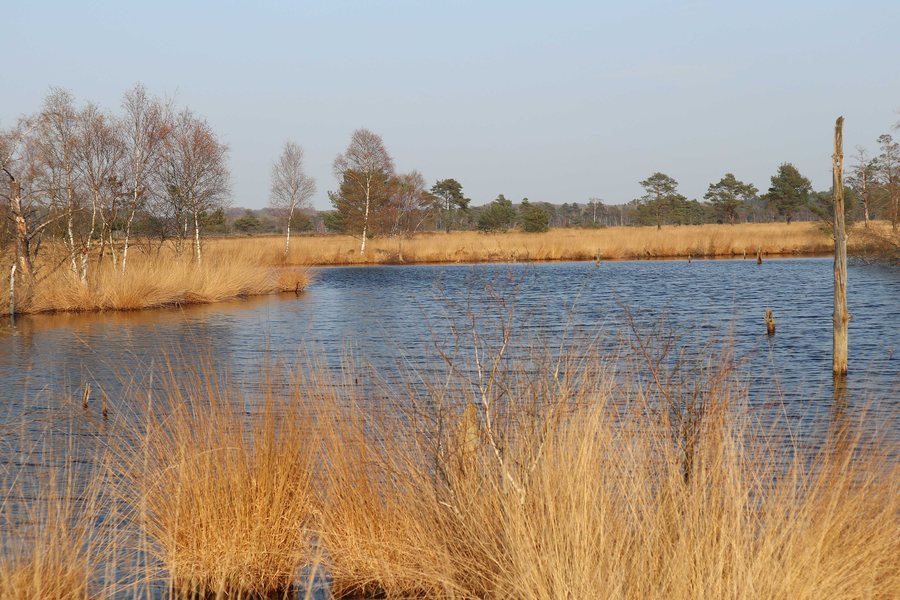 File:Niedersachsen, Naturschutzgebiet Lüneburger Heide, Pietzmoor bei Schneverdingen, Moor mit See und Birken, WDPA ID 102317.jpg