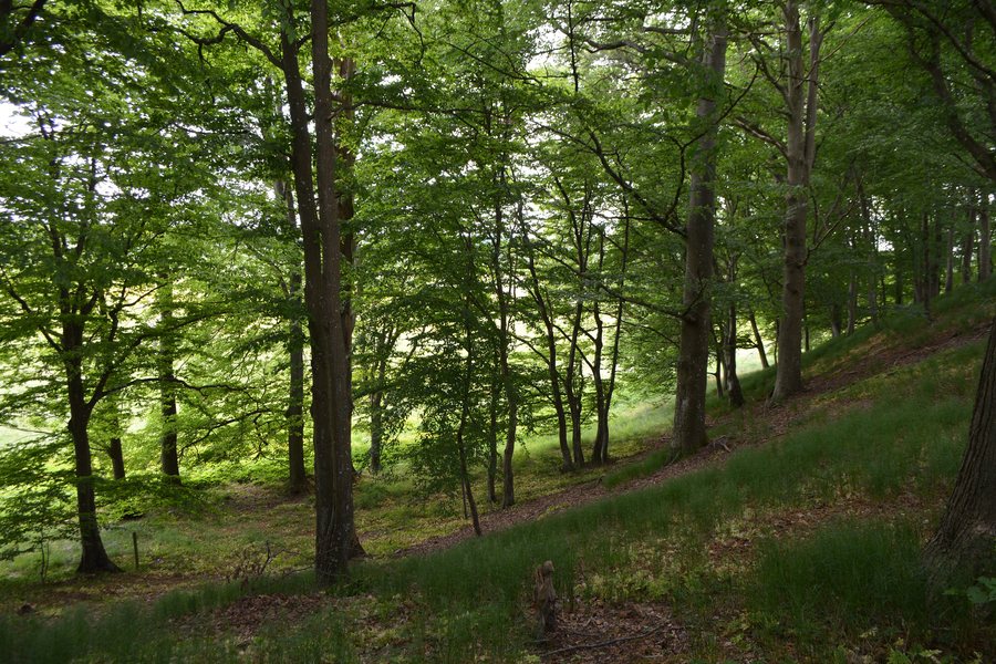 File:Munkarp-jär-naturreservat-Höör-Kommun-2.jpg