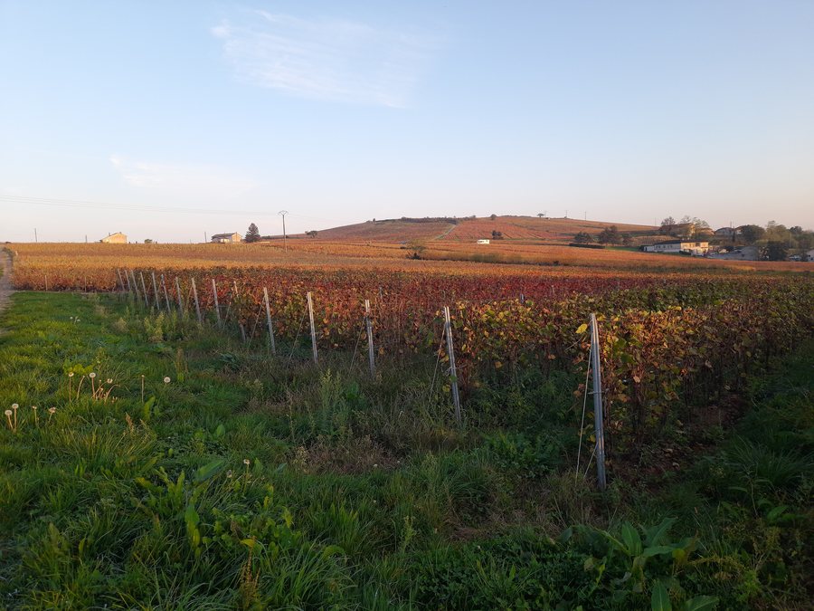 File:Vue sur la Côte du Py, à Villié-Morgon.jpg