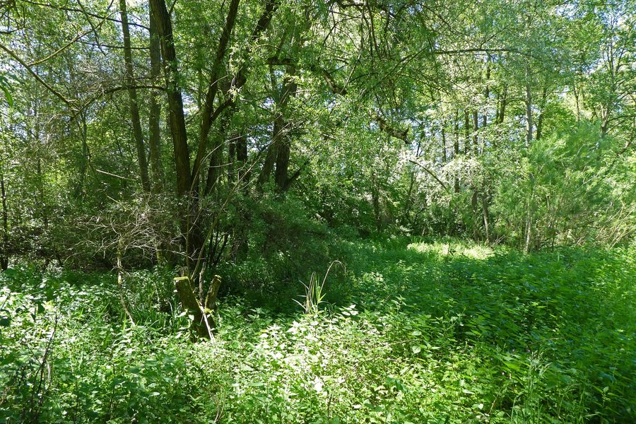 Влажная территория в урочище Im Heimbühl в Обербойхингене