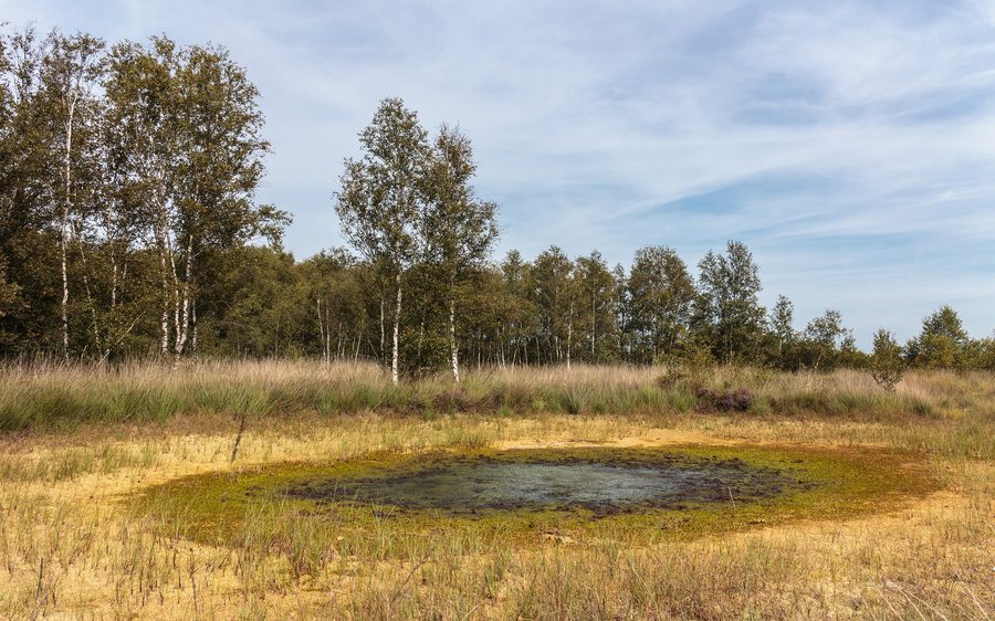 Peat lake with growing peat bog in Bargerveen Meerstalblok