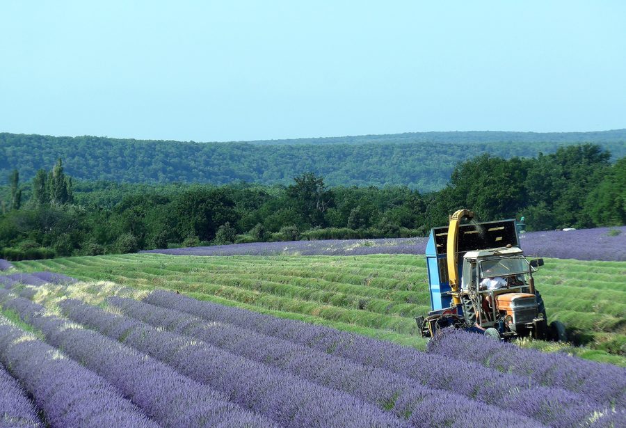Lavender harvest in Drôme Provençale