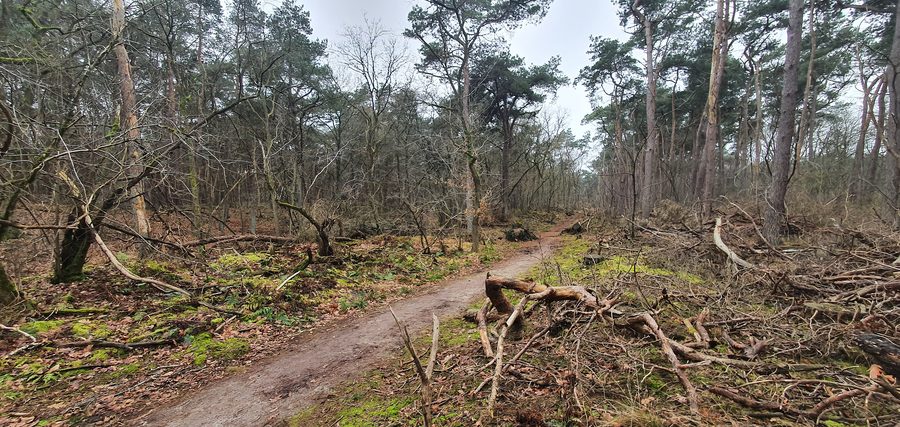 Лес на окраине Loonse en Drunense Duinen возле Giersbergen