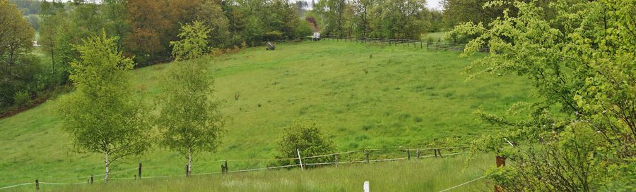 Бедный луг в природоохранной зоне Magerwiese bei Hohenhain