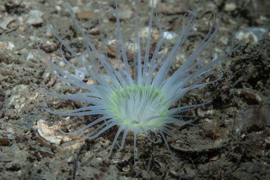 File:North Sea Tube Anemone, Argyll and Bute, Scotland, United Kingdom imported from iNaturalist photo 6881418.jpg