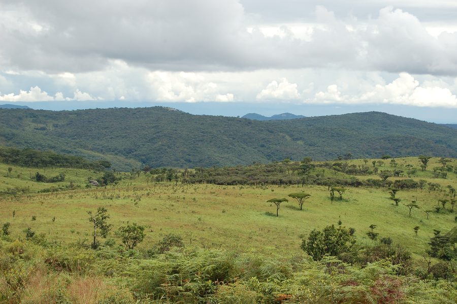 Graslandschaft im Nyika-Nationalpark auf dem Hochplateau in Nordmalawi.