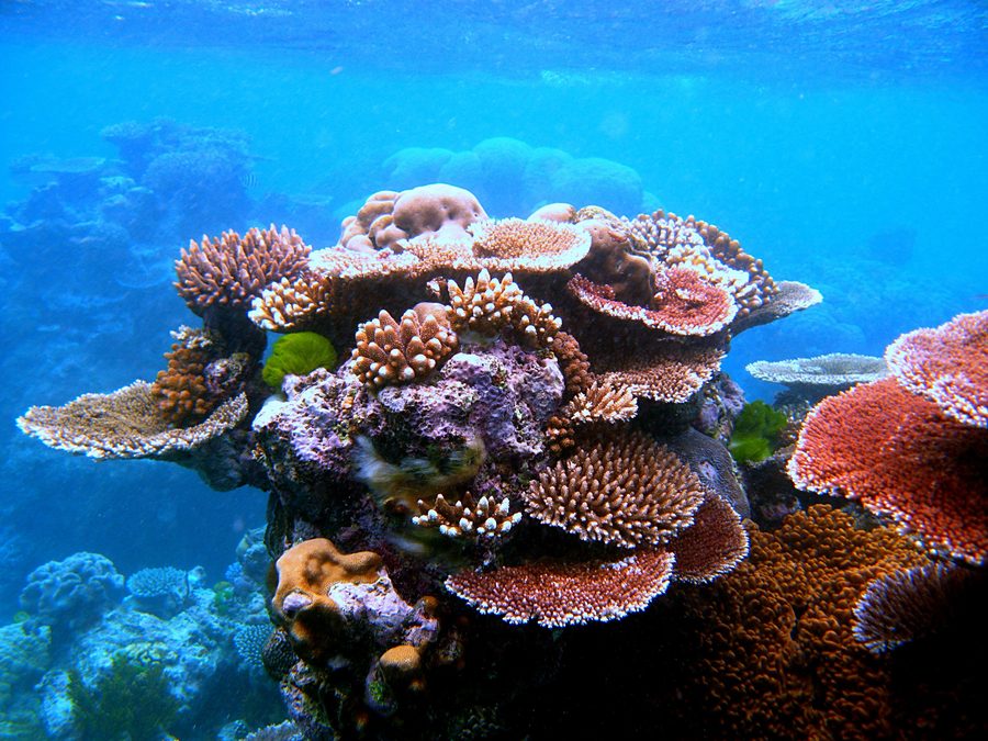 Korallenformation am Flynn Reef, einem Teil des Great Barrier Reef nahe Cairns