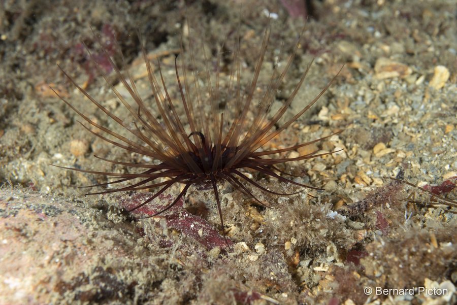 File:North Sea Tube Anemone, Orkney Islands, Scotland, United Kingdom imported from iNaturalist photo 27013192.jpg