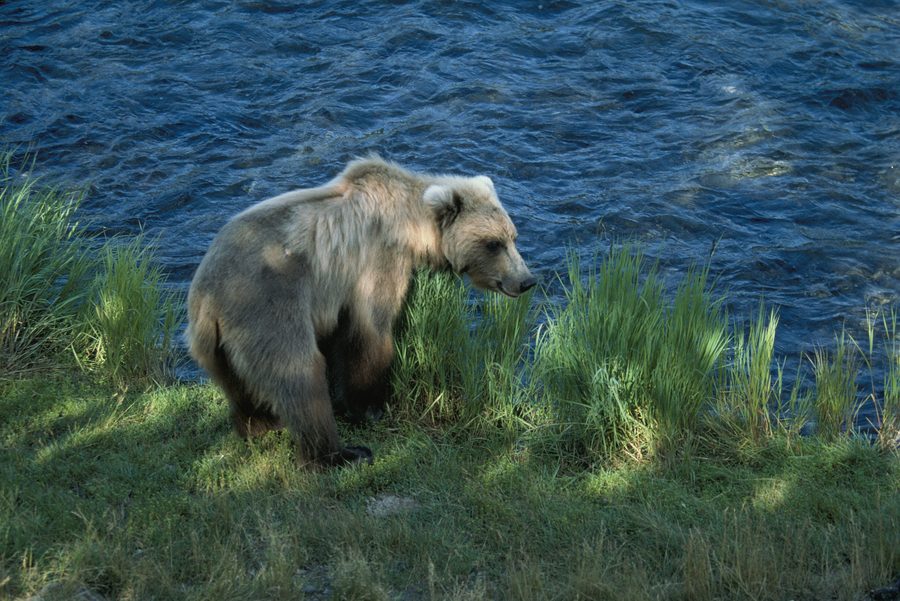 Бурый медведь у Brooks River возле Brooks Falls в Katmai National Park