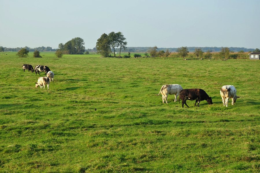 File:Netherlands, Oudewater, Polder Snelrewaard en Zuid-Linschoten.jpg