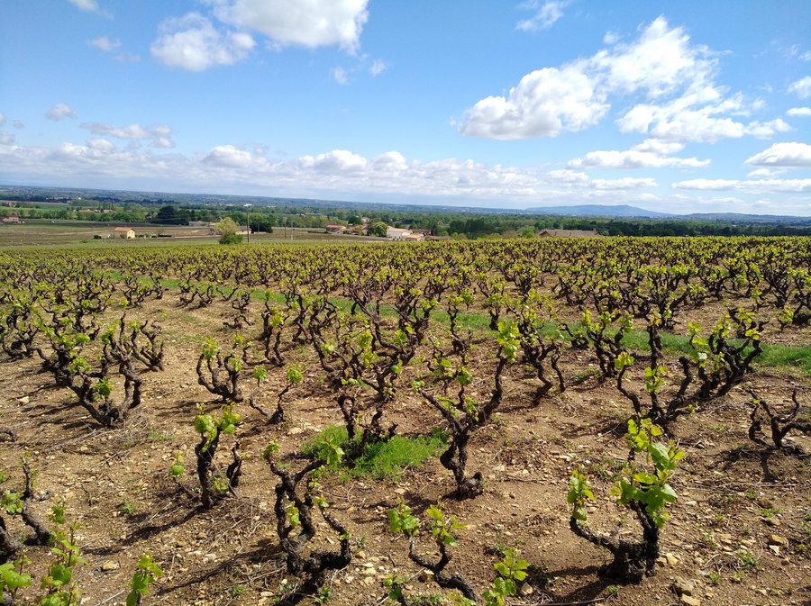 File:Charentay - Vue de vignes de Beaujolais en avril 2019.jpg