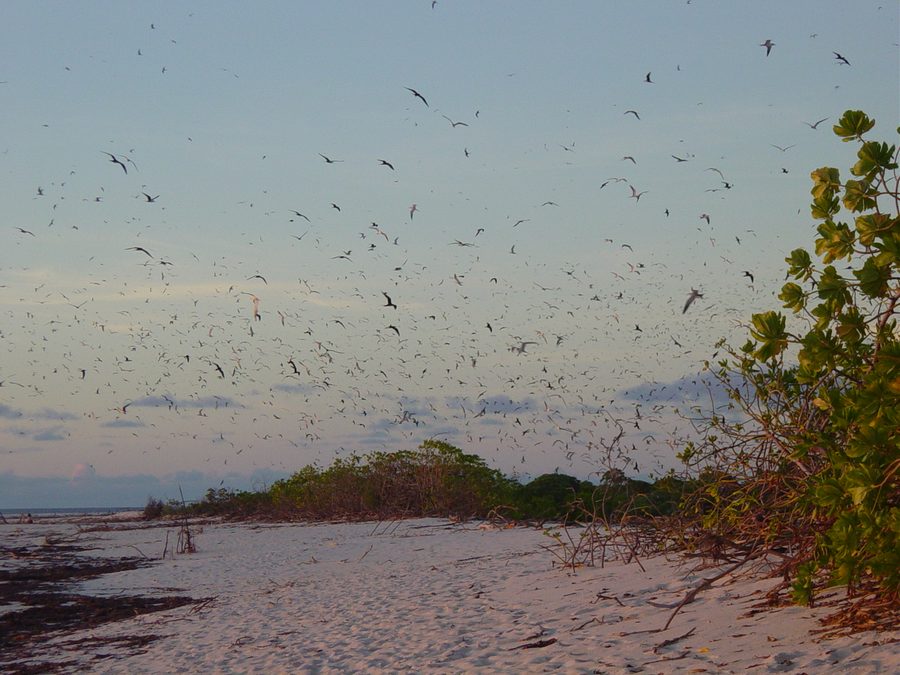 Birds on Bird Island, Seychelles