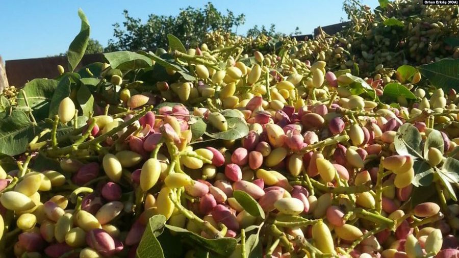 Pistazien von Gaziantep an einem Pistazienbaum