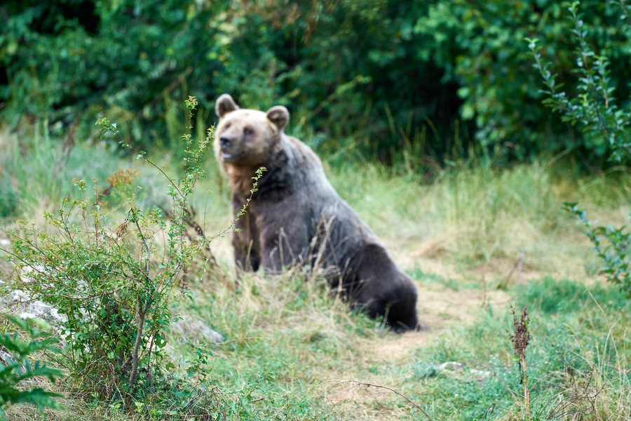File:Ursus arctos, Kuterevo (HR) -- 2022 -- 0296.jpg