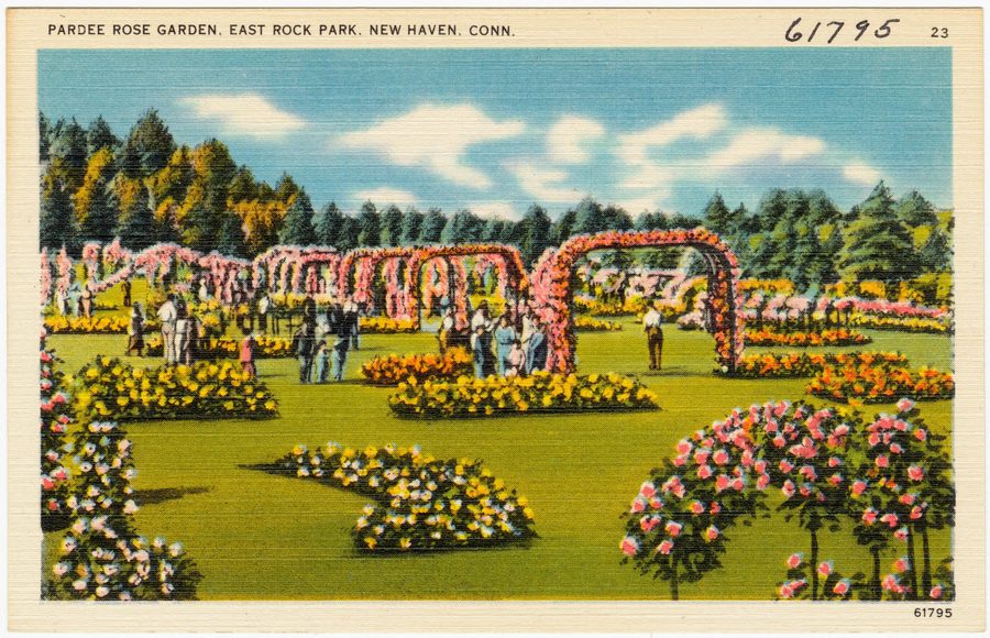 Сад роз Пардии в East Rock Park, Нью-Хейвен, штат Коннектикут
