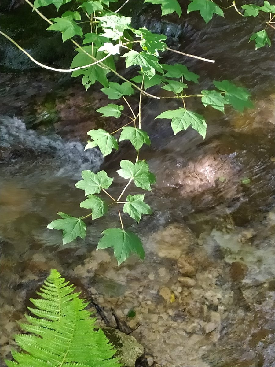 Lobel-Ahorn in Serino, Kampanien