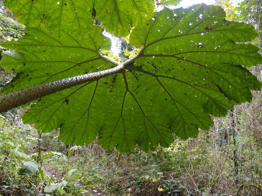 Gunnera manicata 'Aparados da serra' в Jardin Jungle Karlostachys