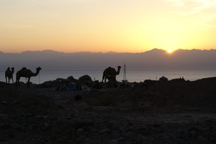 Sonnenaufgang bei Nuweiba mit Dromedaren im Vordergrund und dem Golf von Aqaba im Hintergrund