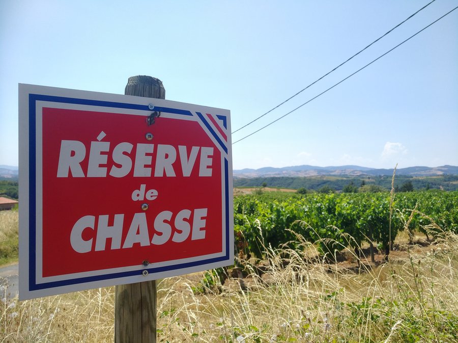 File:Réserve de chasse au milieu des vignes, Saint-Laurent-d'Oingt, Rhône (juil 2020).jpg