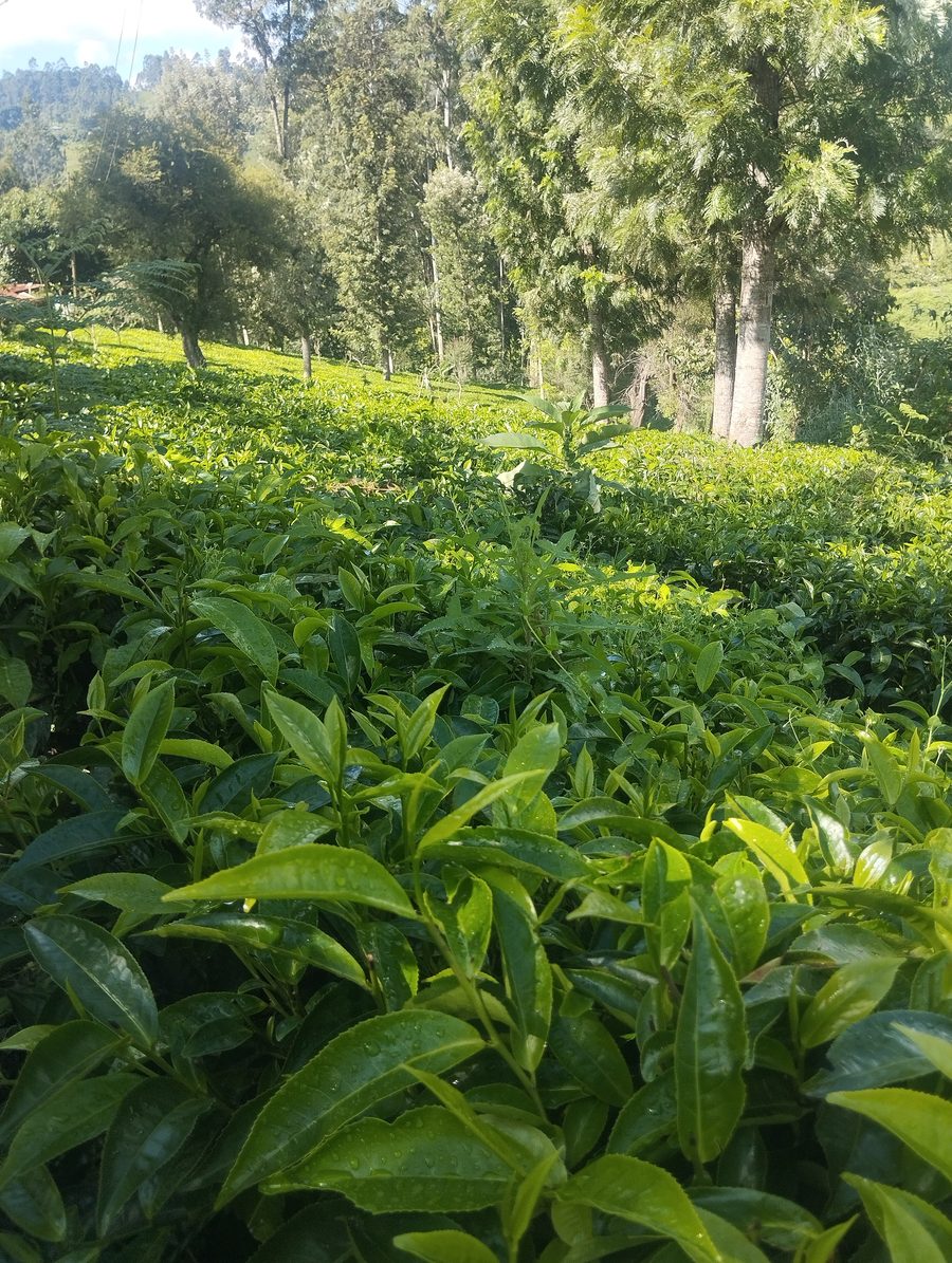 Teeplantage in Murang'a County in Kenia