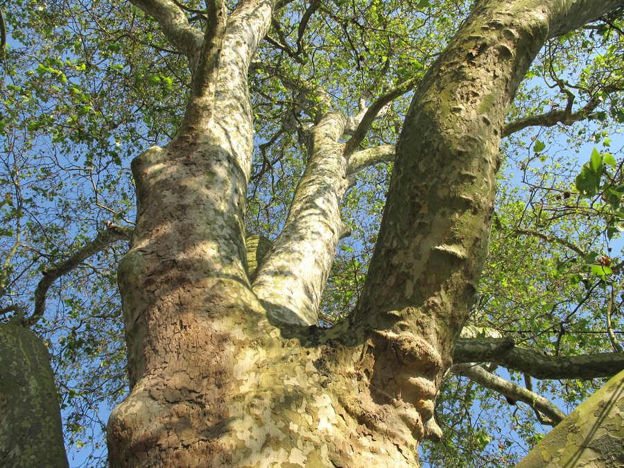 File:Branches of Prety platanus.jpg