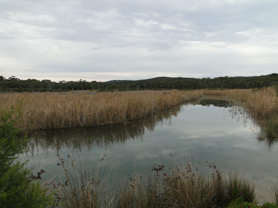 Река Anglesea с прибрежным ландшафтом в Coogoorah Park в Англси
