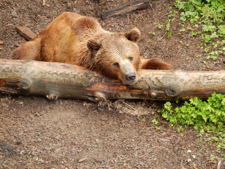 Медведь в парке медведей Берна
