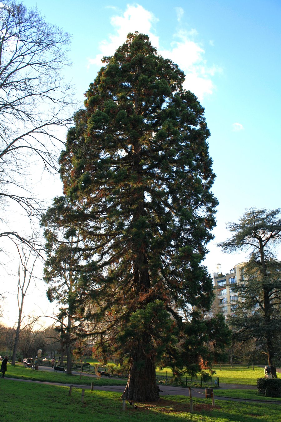File:Séquoia géant (Sequoiadendron giganteum) - parc Frédéric Pic, Vanves, France - 2025.jpg