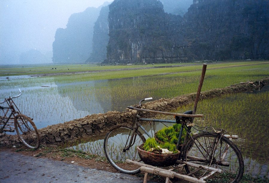 Reisfelder zwischen Kalksteinformationen in Tam Cốc, Ninh Bình