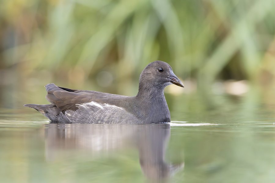 File:Common Moorhen Franconville 04.jpg